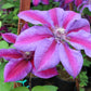 Mrs. N. Thompson Clematis Vine