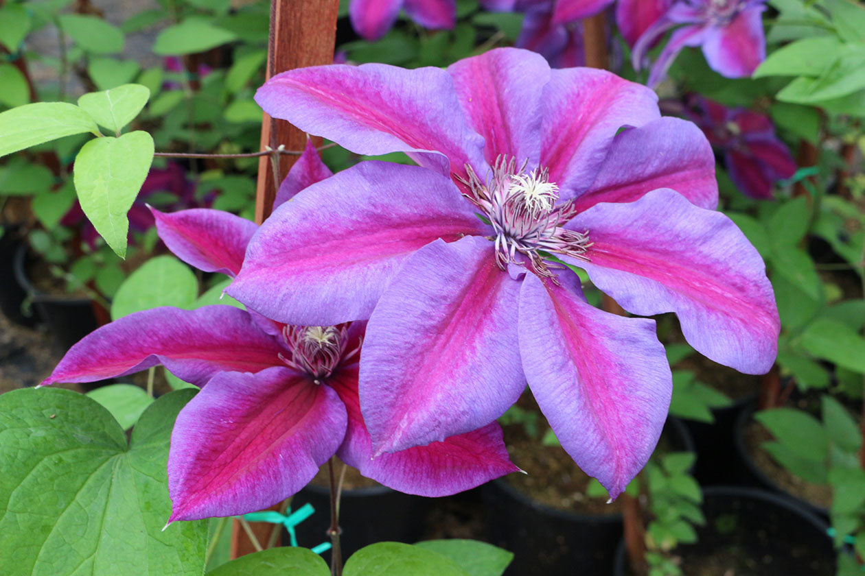 Mrs. N. Thompson Clematis Vine