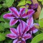 Mrs. N. Thompson Clematis Vine