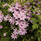 Nelly Moser Clematis Vine