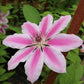 Nelly Moser Clematis Vine