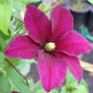Niobe Clematis Vine