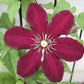 Niobe Clematis Vine
