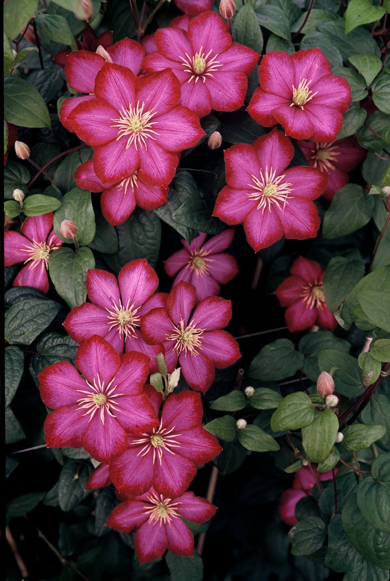Ville de Lyon Clematis Vine