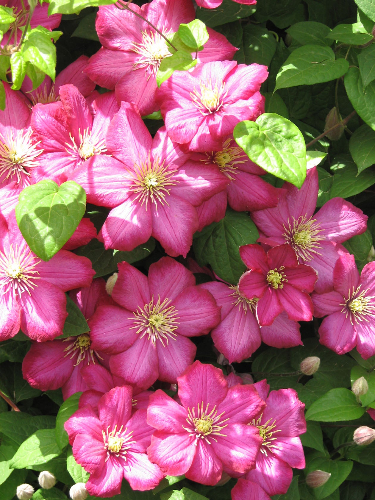 Ville de Lyon Clematis Vine