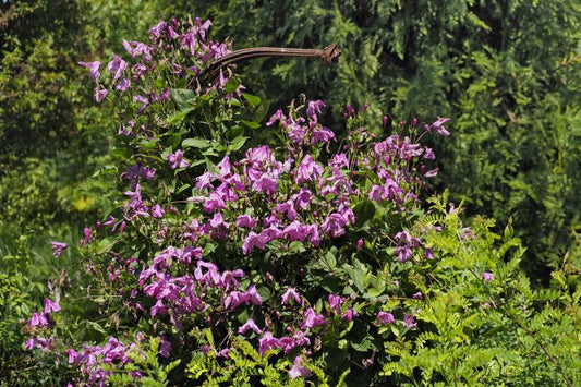 Integrifolia Alionushka Clematis Vine