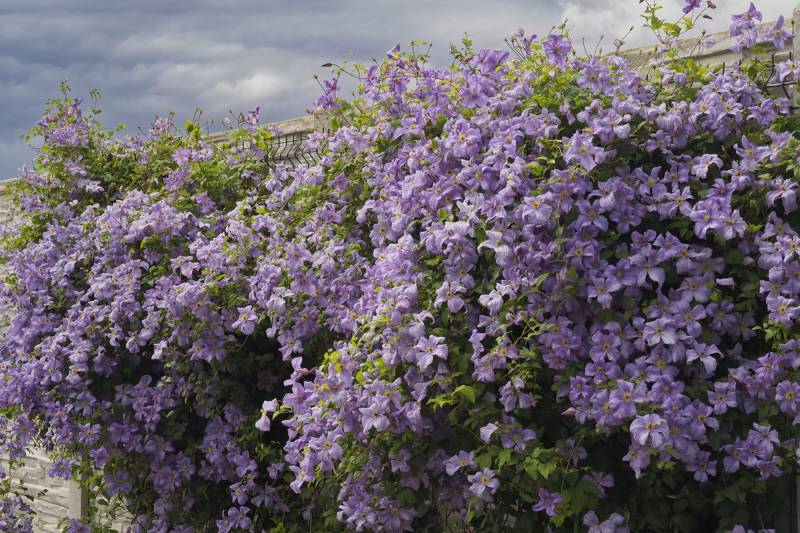 Viticella Emilia Plater Clematis Vine