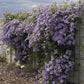 Viticella Emilia Plater Clematis Vine