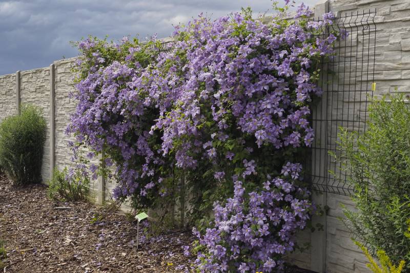 Viticella Emilia Plater Clematis Vine