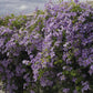 Viticella Emilia Plater Clematis Vine