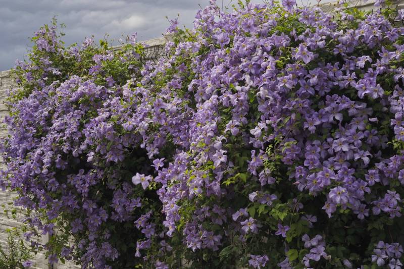 Viticella Emilia Plater Clematis Vine