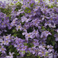 Viticella Emilia Plater Clematis Vine