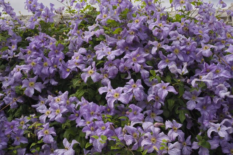 Viticella Emilia Plater Clematis Vine