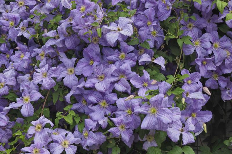 Viticella Emilia Plater Clematis Vine