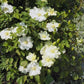Guernsey Cream Clematis Vine