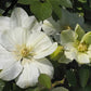 Guernsey Cream Clematis Vine