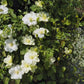 Guernsey Cream Clematis Vine