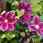 Hania Clematis Vine