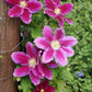 Hania Clematis Vine