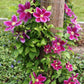 Hania Clematis Vine