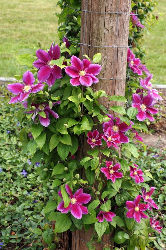 Hania Clematis Vine