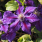 Julka Clematis Vine