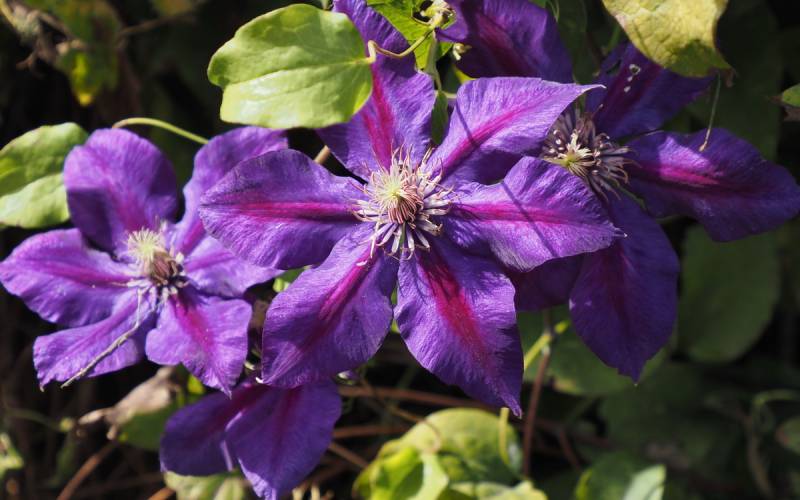 Julka Clematis Vine
