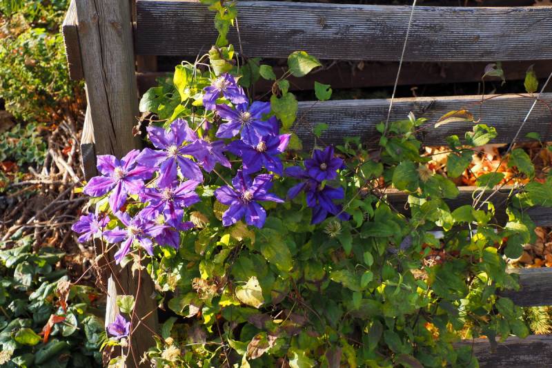 Julka Clematis Vine
