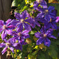 Julka Clematis Vine
