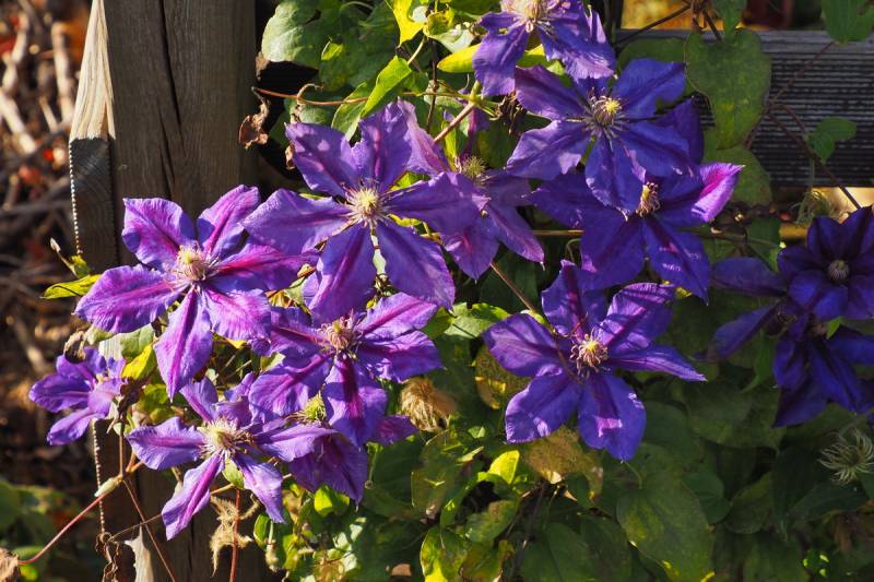 Julka Clematis Vine