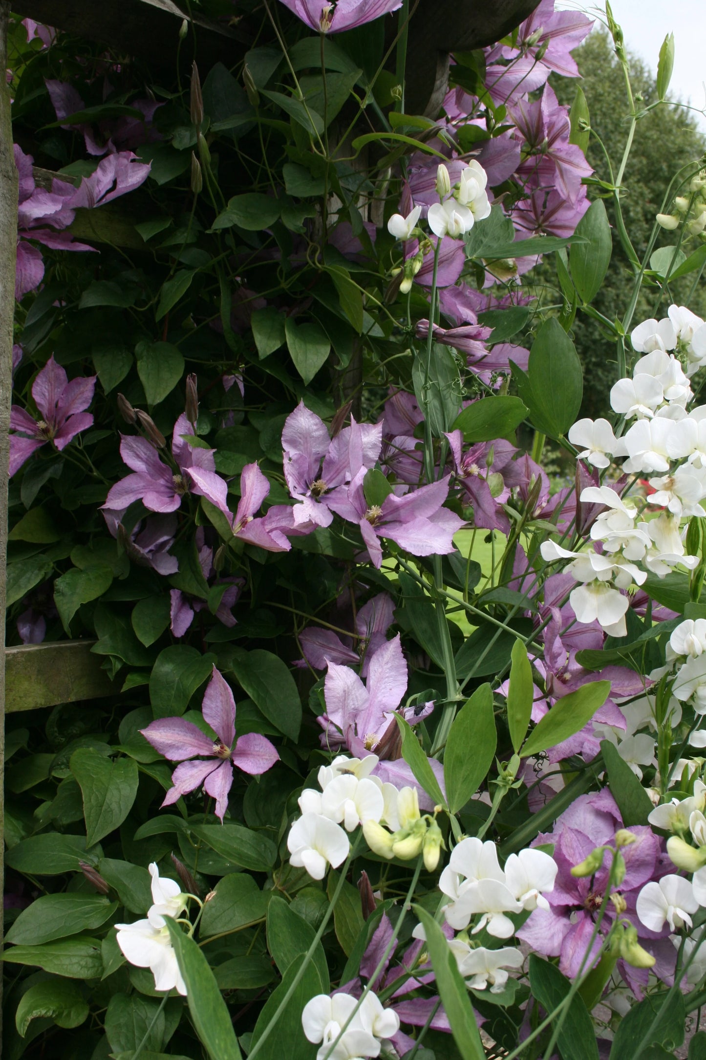 Margaret Hunt Clematis Vine