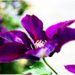 Epivo024 Picardy Clematis