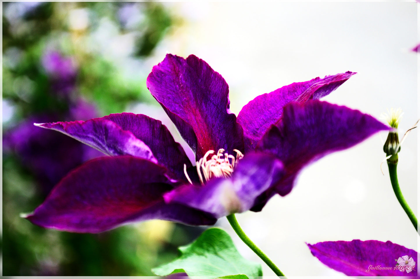 Epivo024 Picardy Clematis