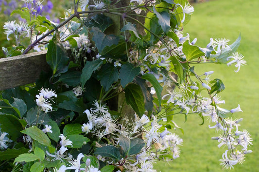 Jouiniana Praecox Clematis Vine