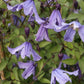 Integrifolia Fascination Clematis Vine