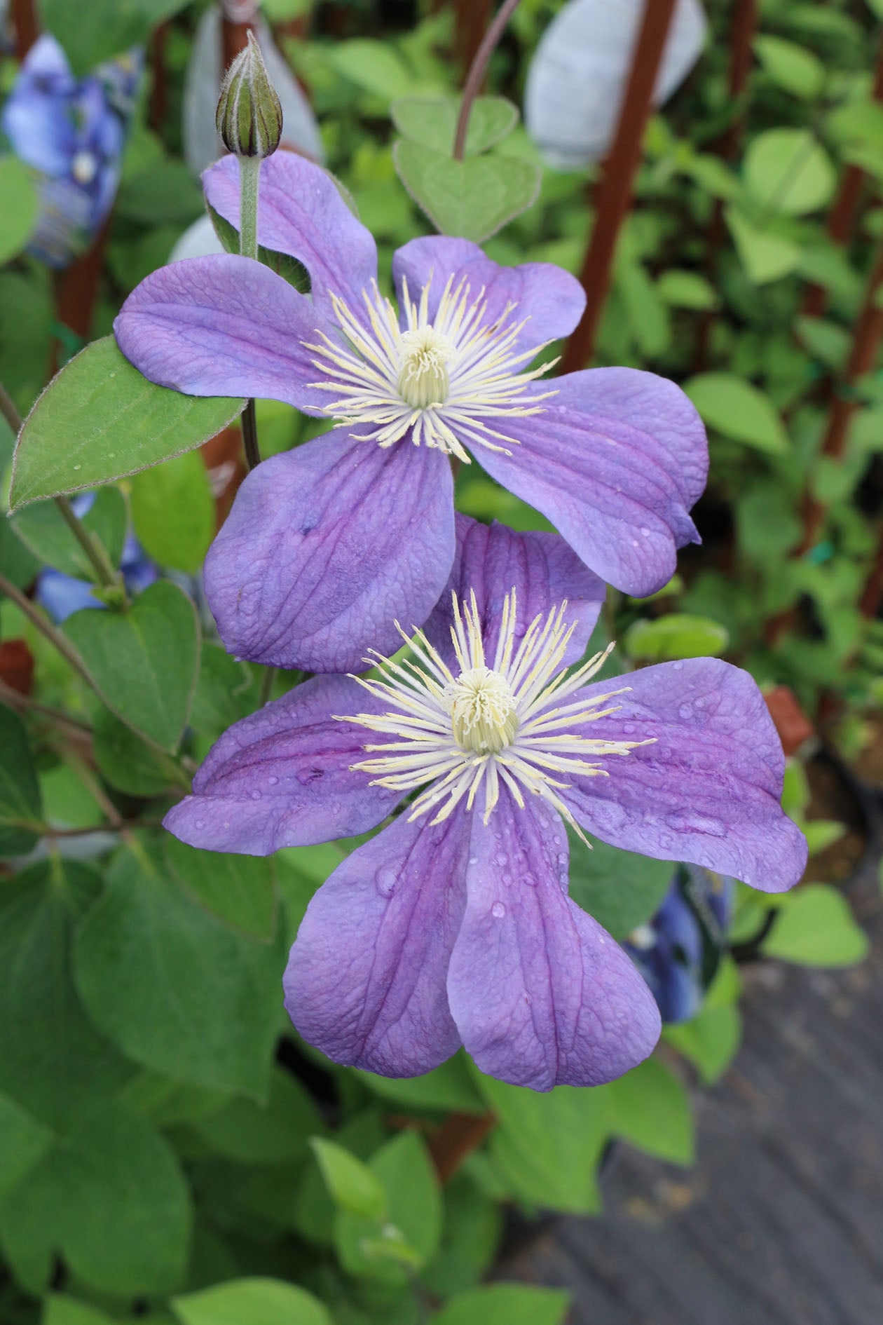 Integrifolia Durandii Clematis Vine