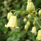 Rehderiana Clematis Vine