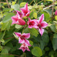 Texensis Duchess of Albany Clematis Vine