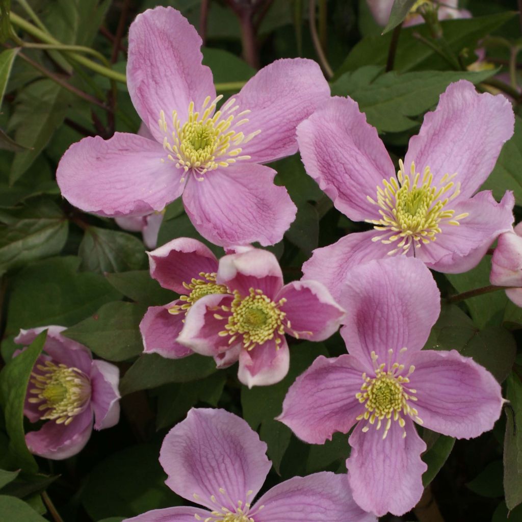 Montana Tetrarose Clematis Vine