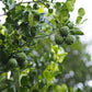 Citrus Trees - Arbres d'Agrumes