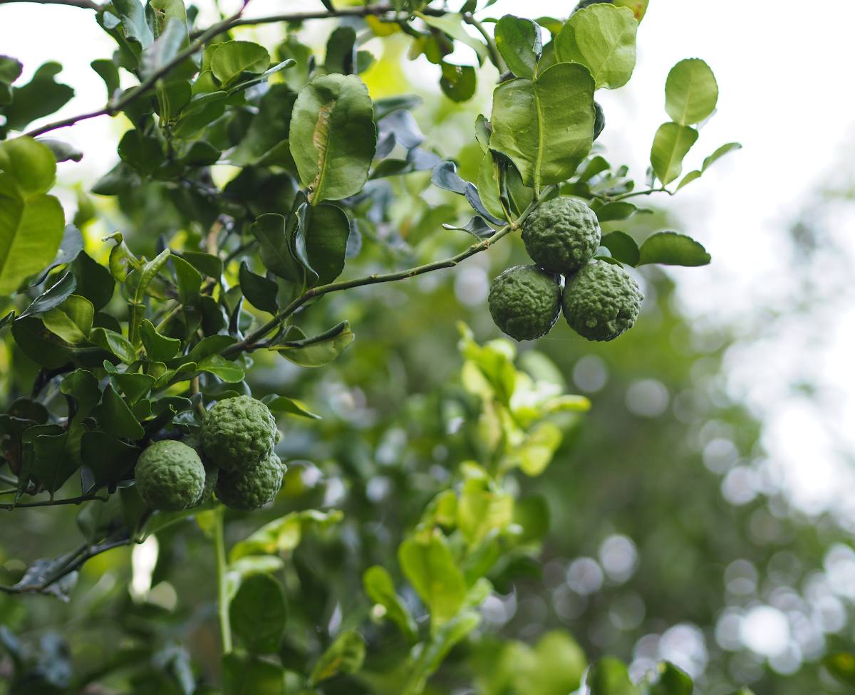 Citrus Trees - Arbres d'Agrumes