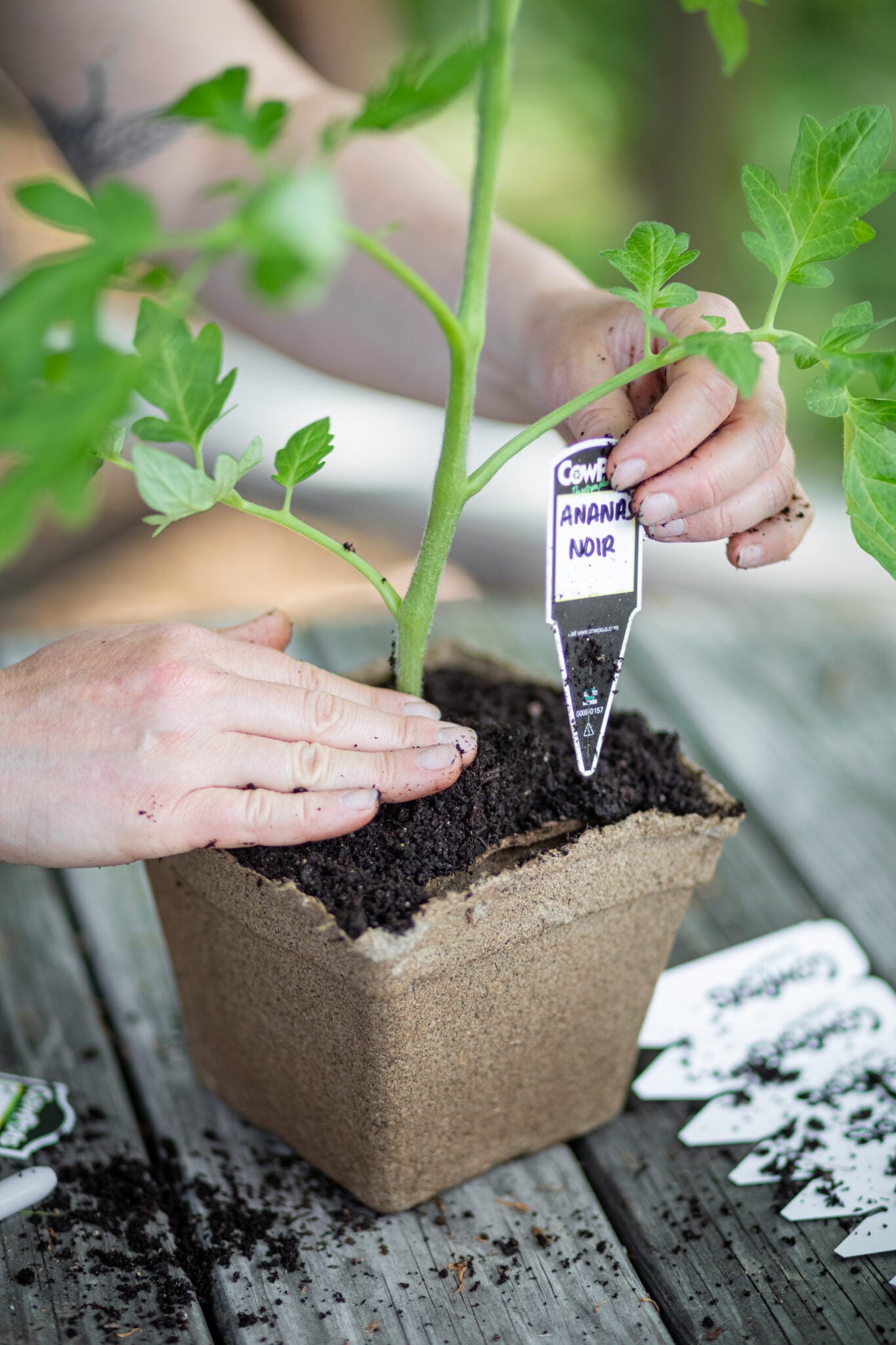 CowPot #5 Square Plantable Pot