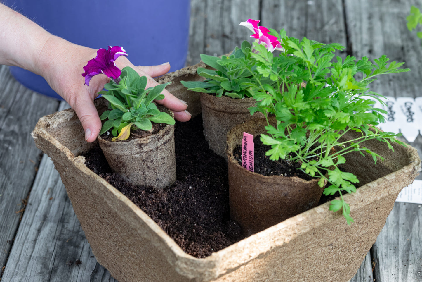 CowPot #3 Round Plantable Pot