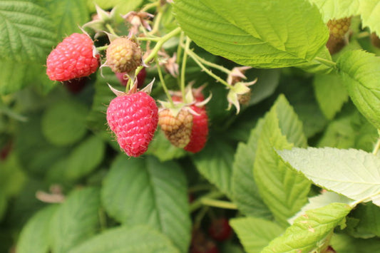 Crimson Giant Primocane Everbearing Raspberry Plants