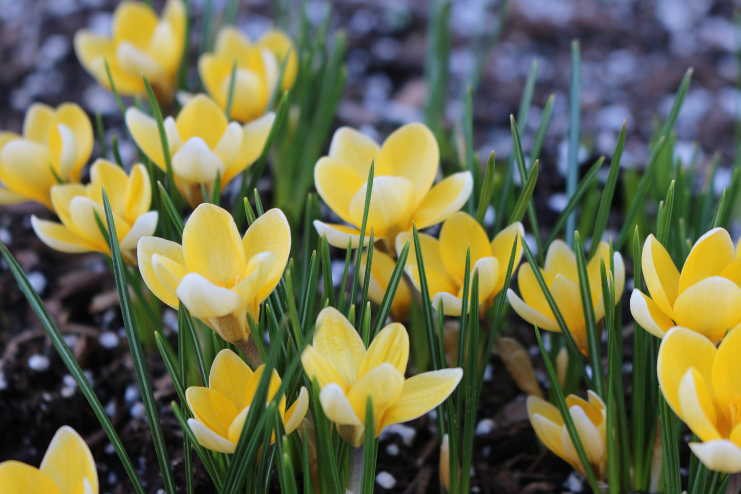 Cream Beauty Snow Crocus Corms