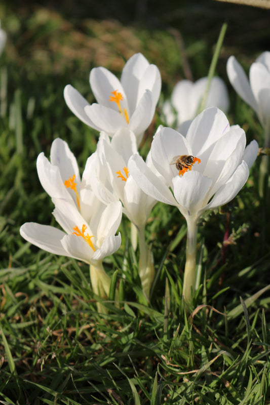 Snowstorm Crocus Corms