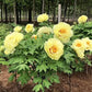 Paeonia Lactiflora Yellow Crown