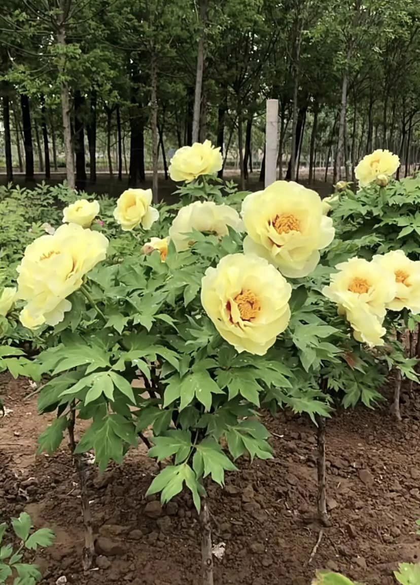 Paeonia Lactiflora Yellow Crown