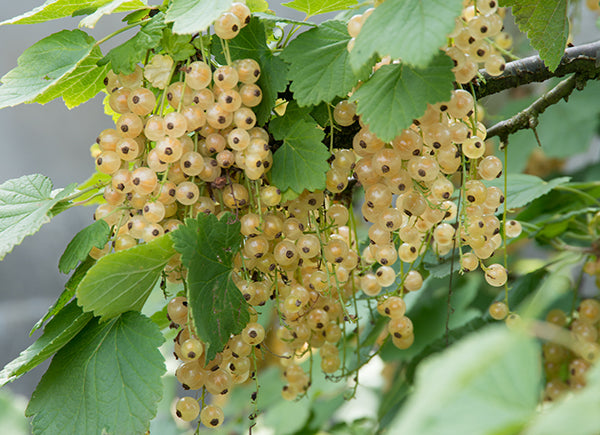 Ribes Album ‘White’ Currant Plant