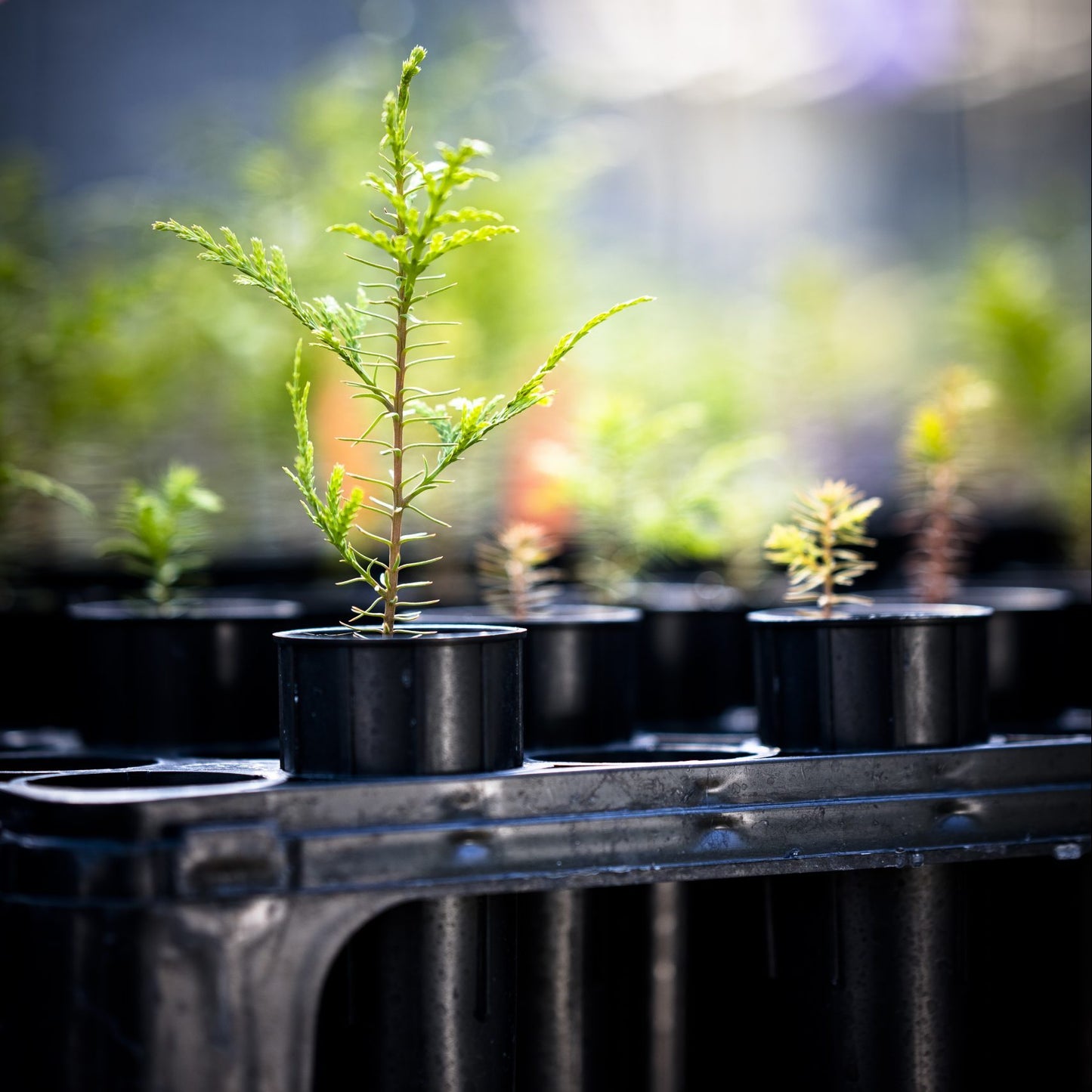 Deepot™ Support Trays